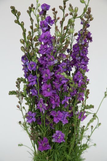 Larkspur Lavender 